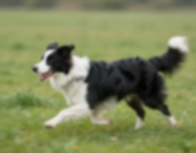 AI Unblur Image