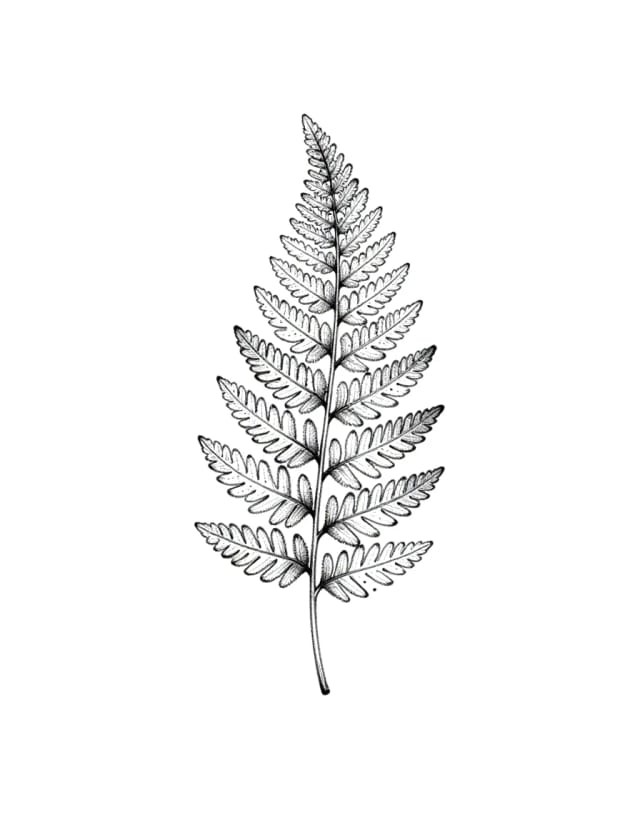 Fine-line fern design from ai tattoo prompts